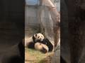 We are joined the hip💕 #panda #love #funny #cute #fun #animals #healing #shorts #cuteanimals