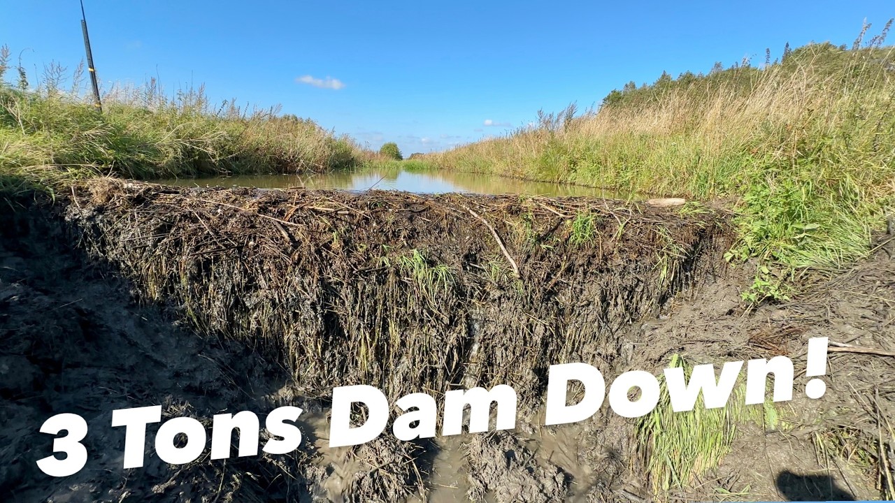 Man Records Himself Collapsing Beaver Dam Using a Drone!