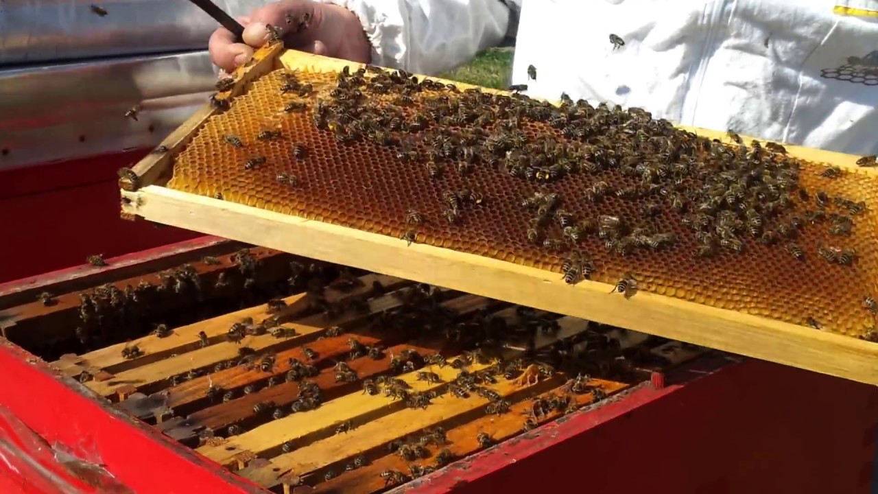 Rotacija okvira i proširenje legla 2017 god