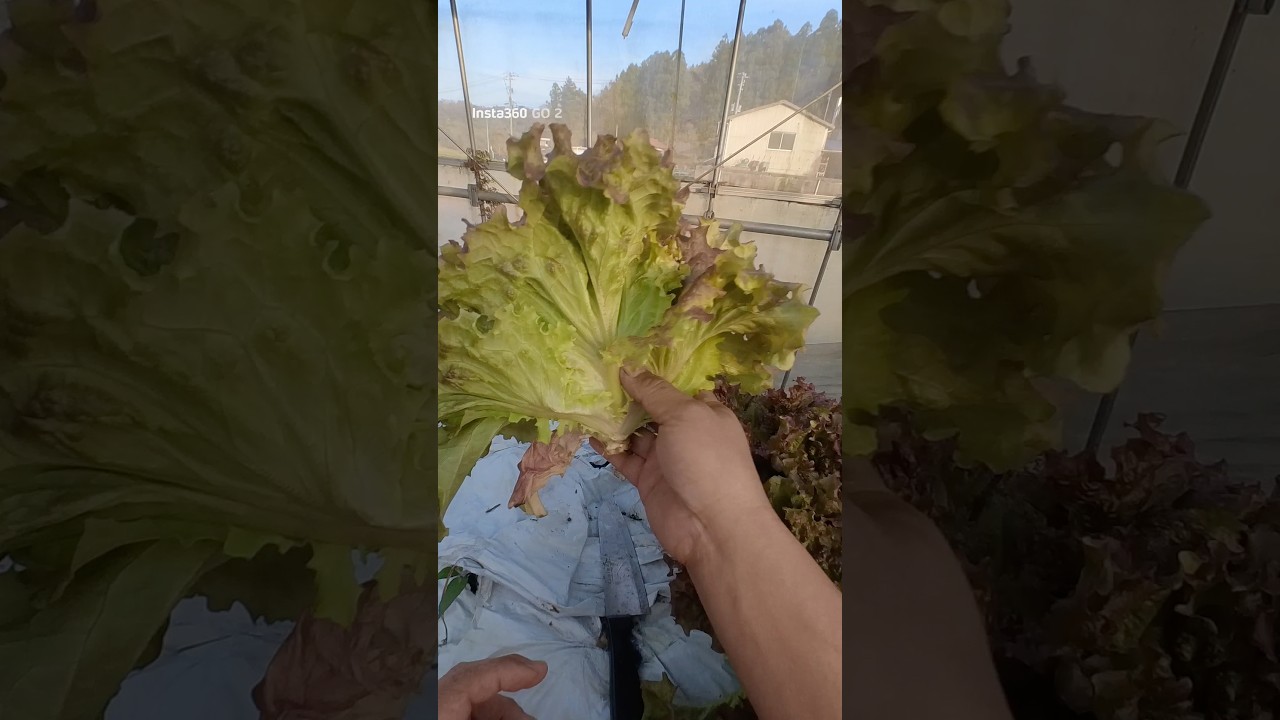 Harvesting sunny lettuce #Lettuce - YouTube