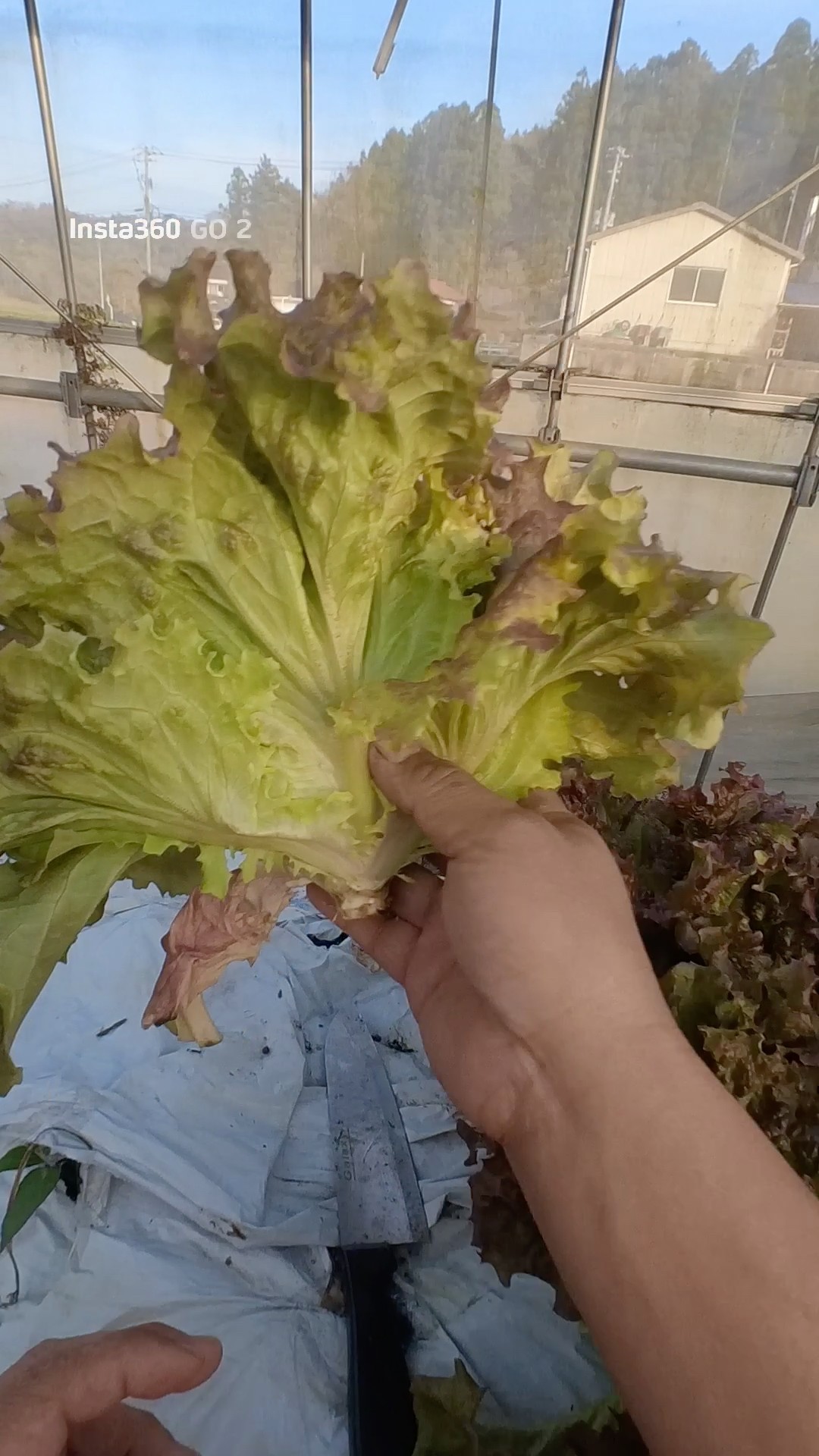 Harvesting sunny lettuce #Lettuce - YouTube