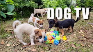 Daycare for your dog! - Videos for Dogs To Watch - Dog TV - Dog Sounds Barking Squeak Toy