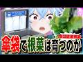 畑がなくてもで大根を!? 傘袋で栽培してみた結果編!