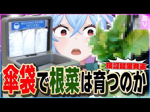 畑がなくてもで大根を！？　傘袋で栽培してみた結果編！