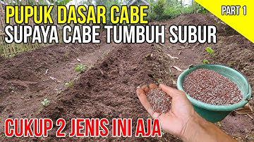 TERNYATA INI PUPUK DASAR CABE SUPAYA TUMBUH SUBUR..!! Dosis Pas Penaburan Pupuk Dasar Untuk Cabe
