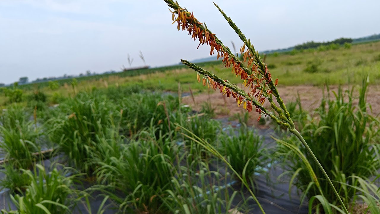 Roots to shoots: Exploring eastern gamagrass diversity across the Central U.S.