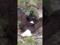 Bald eagle dad bought kids lunch #baldeagles