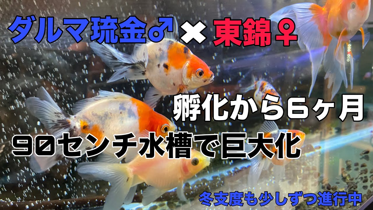 Goldfish] Daruma Ryukin (male) x Azuma Nishiki (female) grows huge