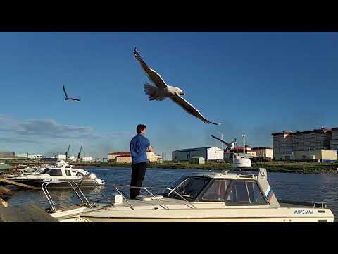 Ужин от Моремана. 🤗👍 19.07.2022 Город Анадырь Чукотка Дальний Восток Арктика