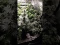 End of week 9.