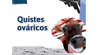 🩺🐄💕 Enfermedades reproductivas en bovinos