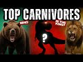 Who’s the King of Carnivorous Mammals? | Top Predator Ranking