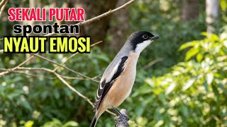 toet toet Suara cendet gacor Pagi Hari pancingan jitu BIKIN cendet diam langsung nyaut ikutan bunyi