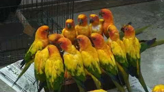 Hqdefault Jpg Sqp Oaymwexcnacelwbsfryq4qpawkiaruaaihcgae Rs Aon4clbste2v7dek5wrjbgmyo9cvsy02 A