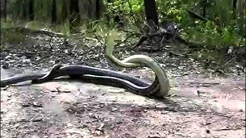 carpet python combat