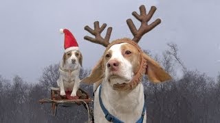 Dogs Ruin Christmas:  Cute Dog Maymo & Puppy Penny