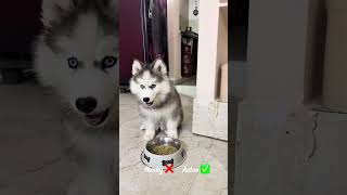 Arya be like -: bike daggara food pedithene thinnta #AryaThoLivin #dog #husky #telugu #reels