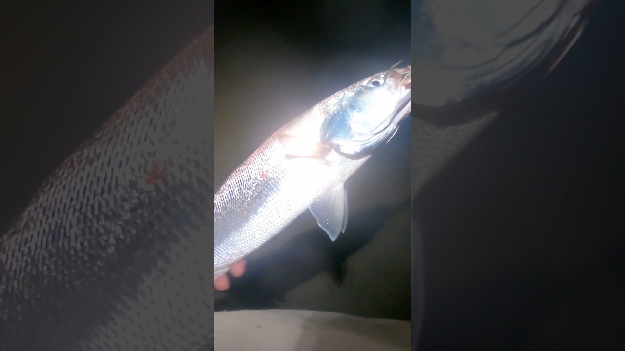Weakfish ALL Night Long 