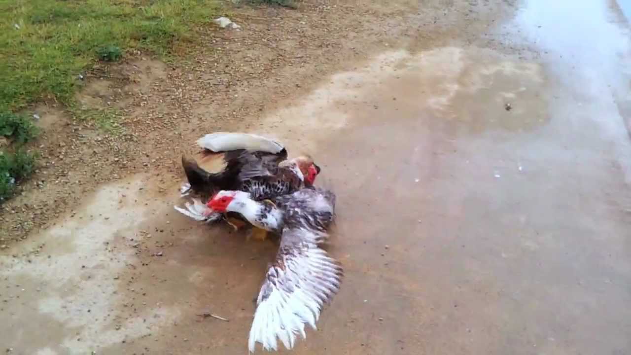 DUCK GETS OWNED Epic Duck Fight! YouTube