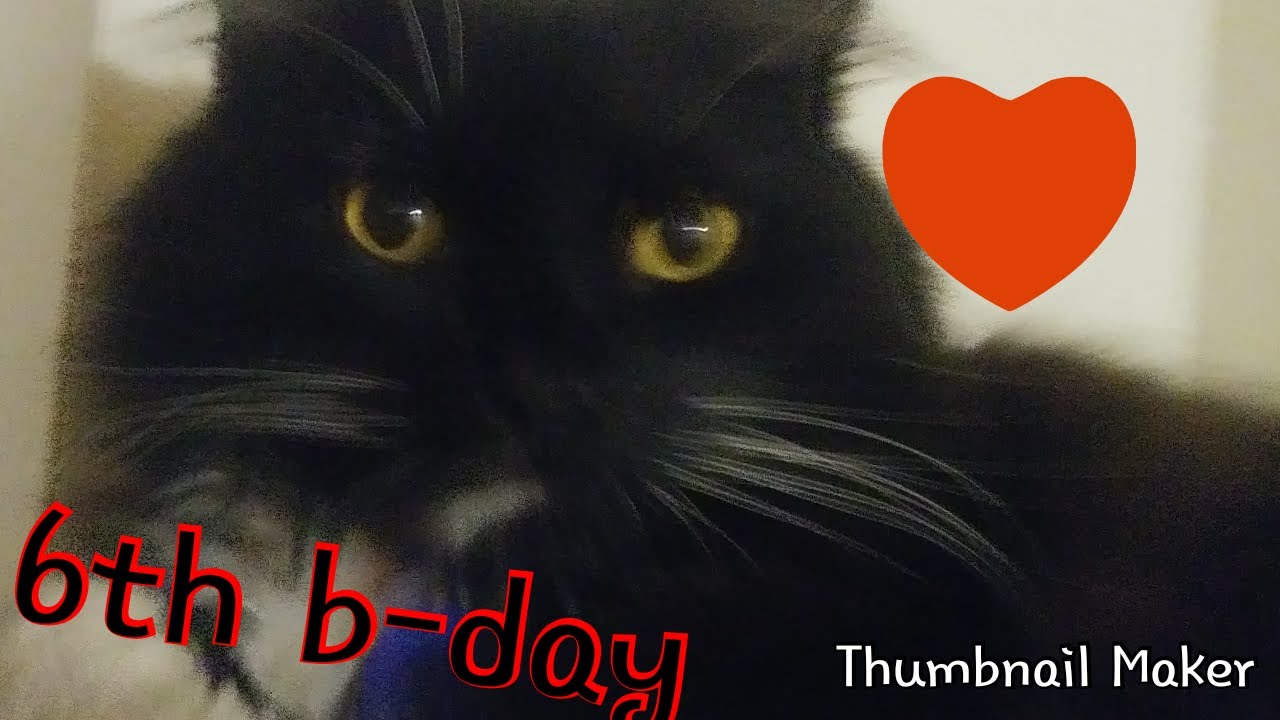 Its my cats birthday!!! - YouTube