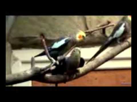 Surat al yaseen Mohammad kastali