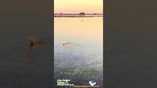 In case you missed it… #photographybykatmariecaballero #sebring #sunsetshorts #lakelife #sunsets