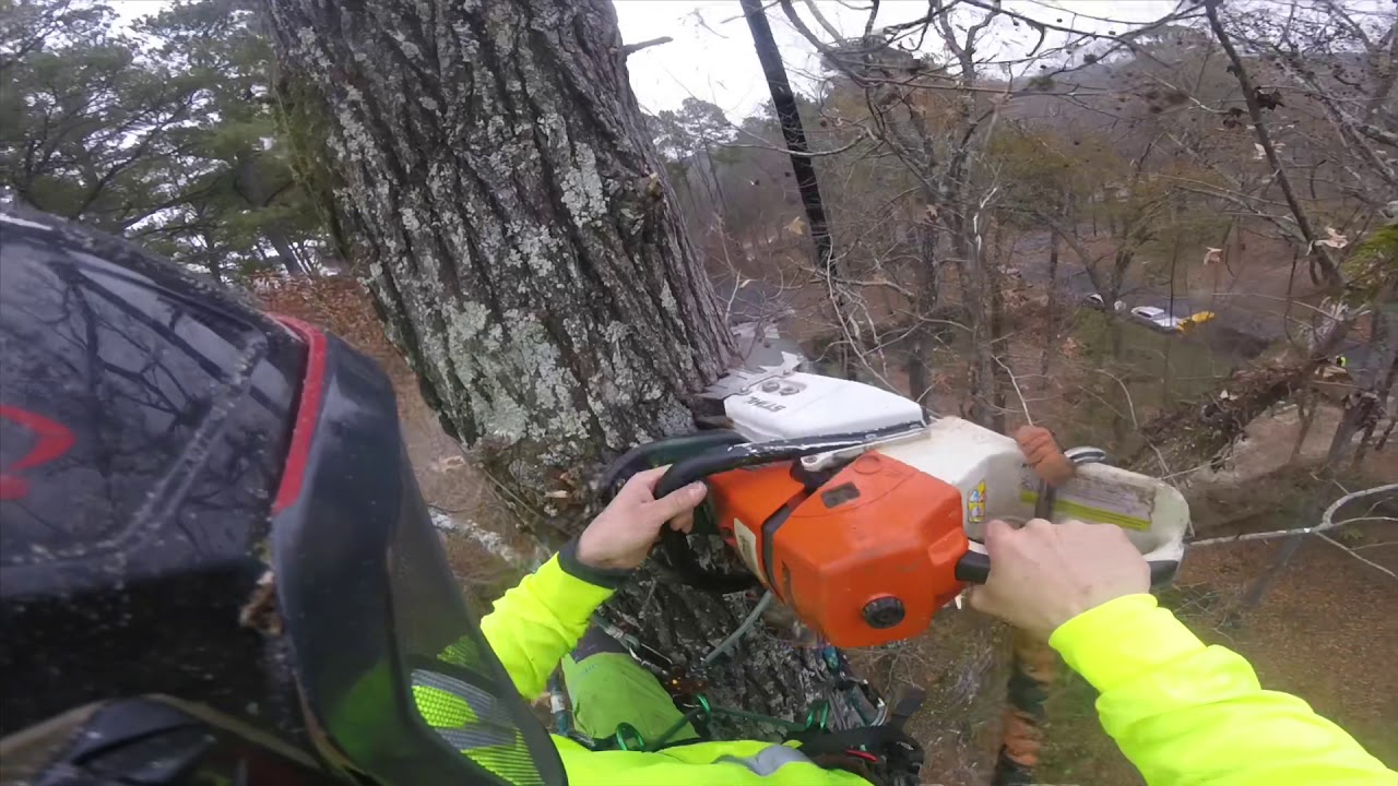 Crane Tree Removal - YouTube