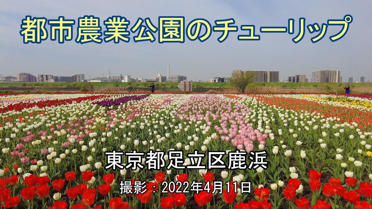 都市農業公園のチューリップ [4K] Tulips at Adachi City Agricultural