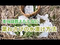 本当は教えたくない！葉わさびの水漬け方法