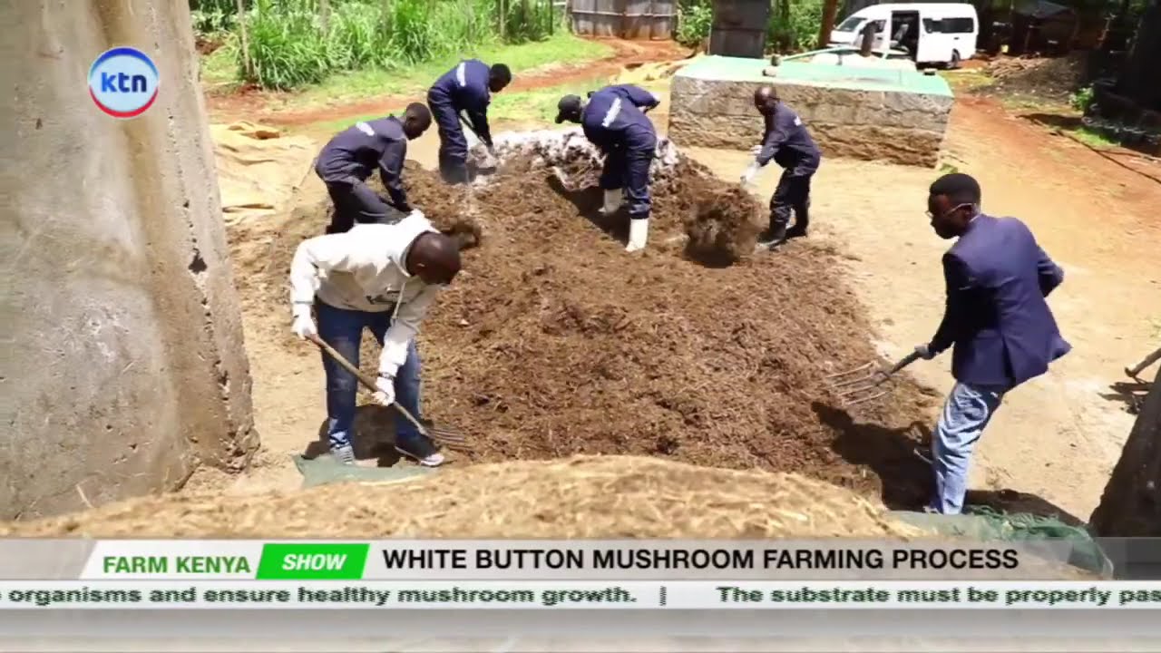 How White Button Mushrooms Are Grown – Step by Step! || Farm Kenya