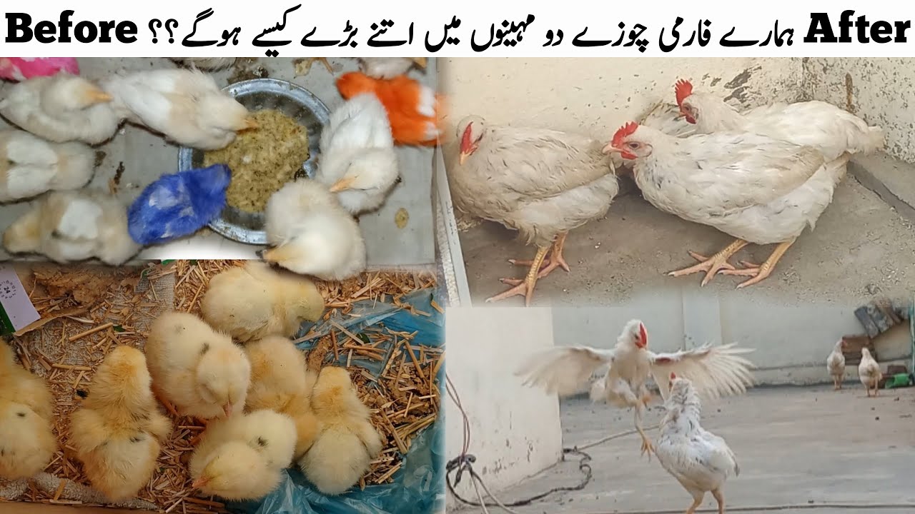 How will our farm chicks be so big in two months?