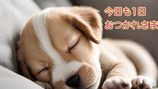 子犬と眠ろう #子犬睡眠音楽  #リラックス音楽 #いやしわんこ by 今夜も子犬と眠ろう 120 views 2 months ago 35 minutes