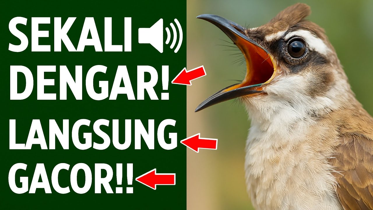 MASTERAN TRUCUKAN TERBUKTI AMPUH: Ropel Ngalas Bikin Burung Gacor & Nyaut!