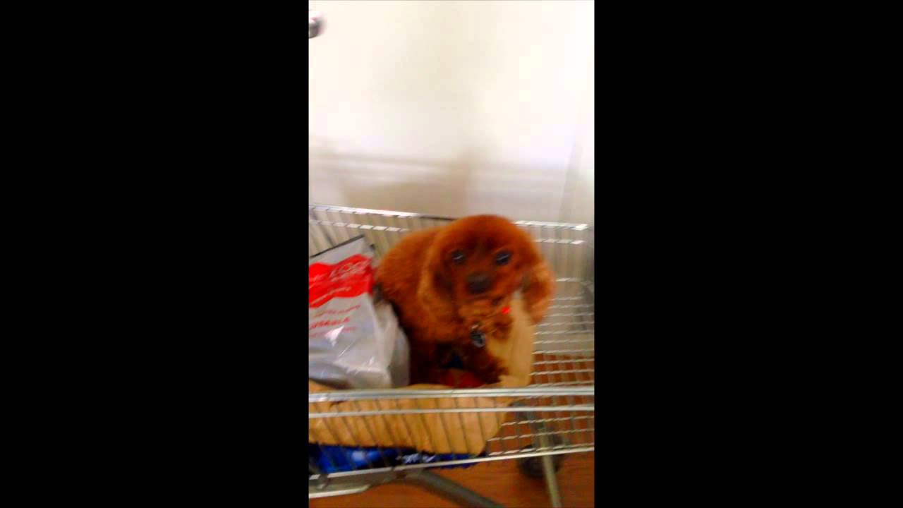 Watch Cooper Riding on YouTube Watch Cooper Riding on YouTube