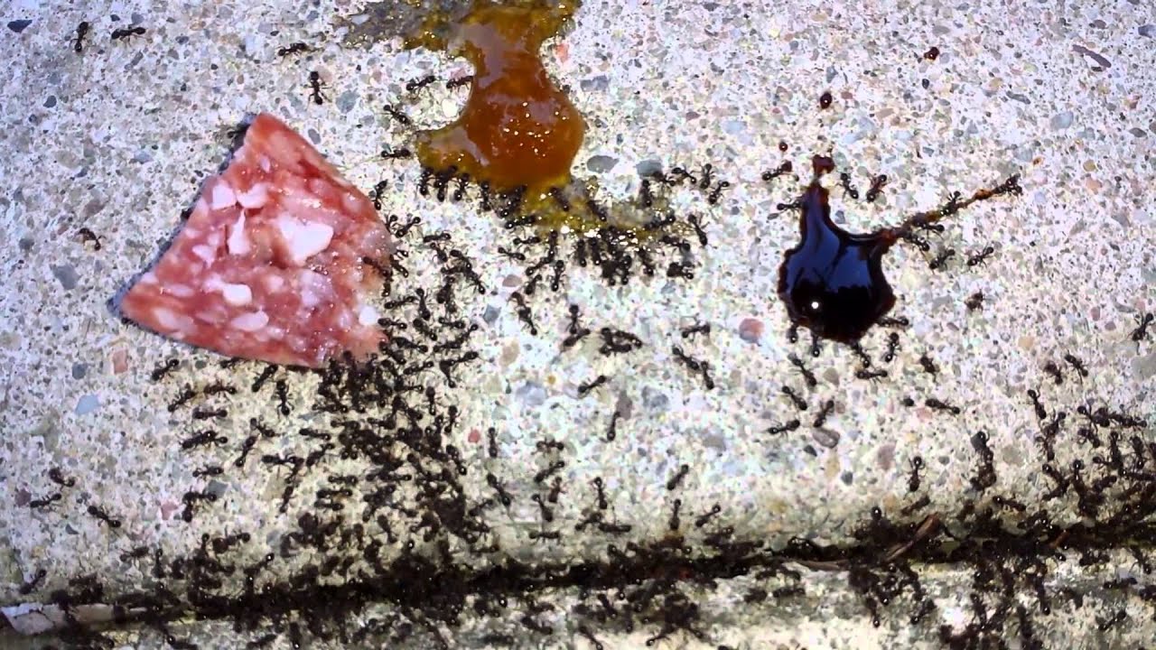 Ants Repeled by Grapefruit Oil / Testing Molasses, Honey and Salami