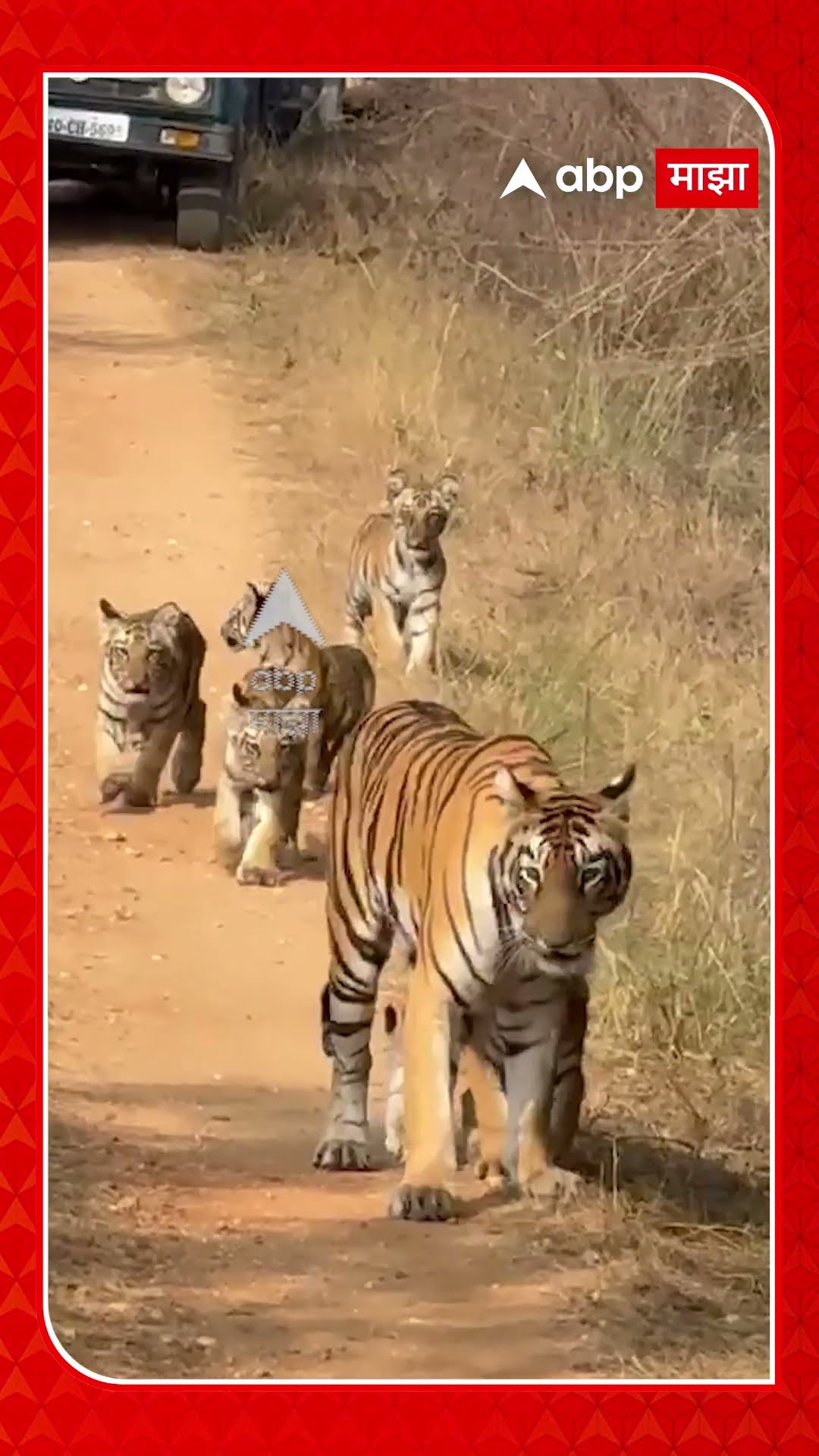 Tadoba Tiger | ताडोबात वाघिणीचं तब्बल पाच बछड्यांसह दर्शन ABP Majha