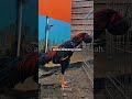 #ayam #fyopage