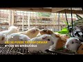 Así se puede transformar el cuy en embutidos  - TvAgro por Juan Gonzalo Angel