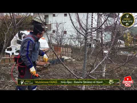 Video: Albizia İpək Ağacları - İpək Ağacını Necə Yetişdirmək Haqqında Məlumat