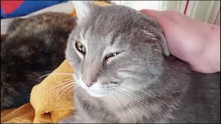 Biscuits for a Tortioshell cat from her Gray tabby cat friend by Benjamin Tobies 73 views 12 days ago 3 minutes, 12 seconds