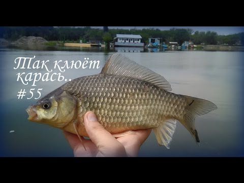 на что клюет сегодня карась на что клюет сегодня карась