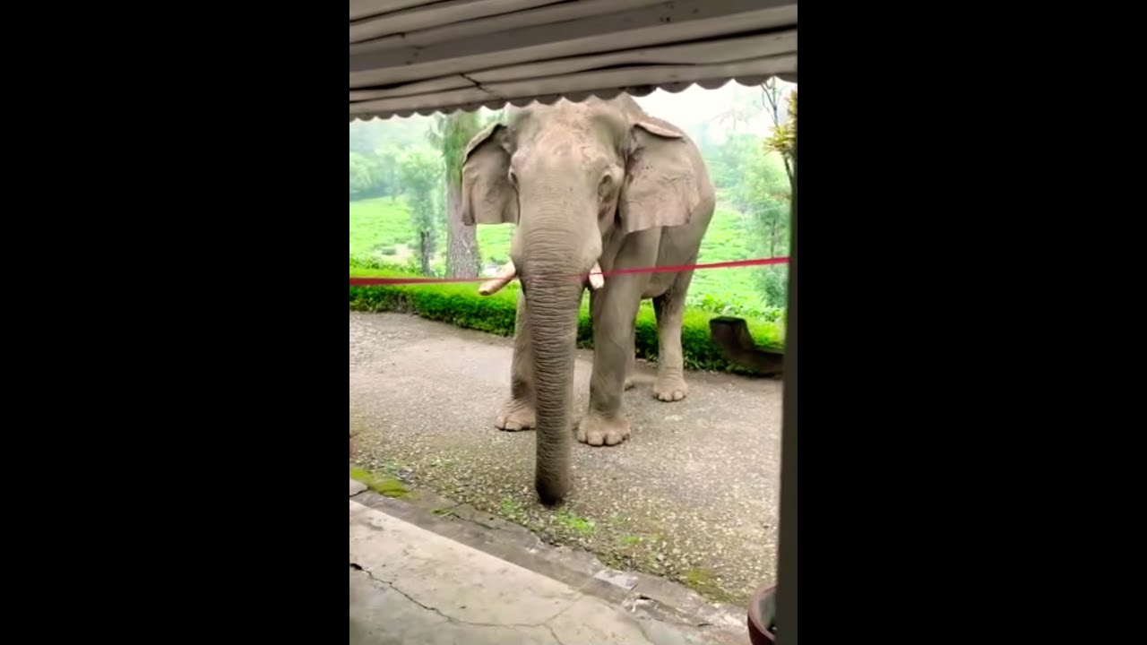 Wild Elephant in Nelliyampathy|Infront of Resort