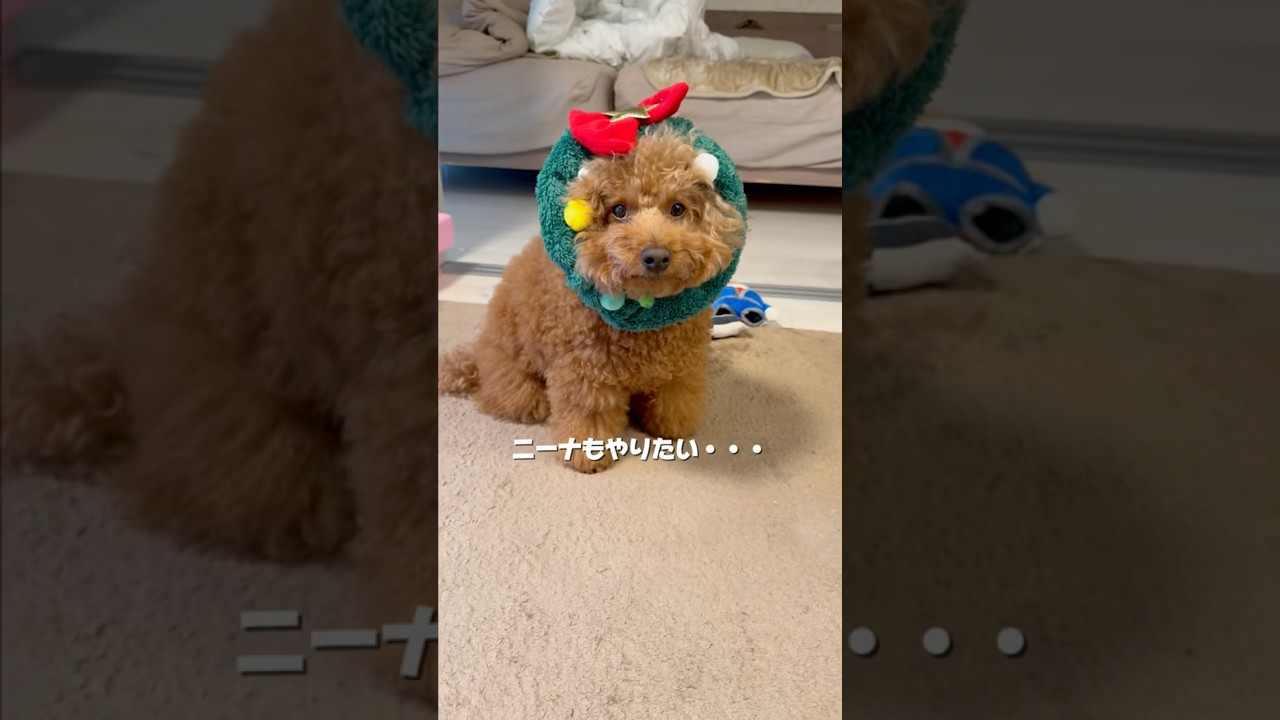サンタさんが来たクリスマスの日🎄🧑🏼‍🎄✨どれがタイプ？　#ニーナとおかか#プレゼント