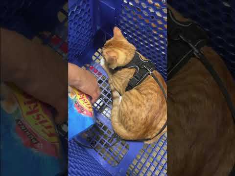 Episodio 3, Michiserie #gatos #animales #michis #humor