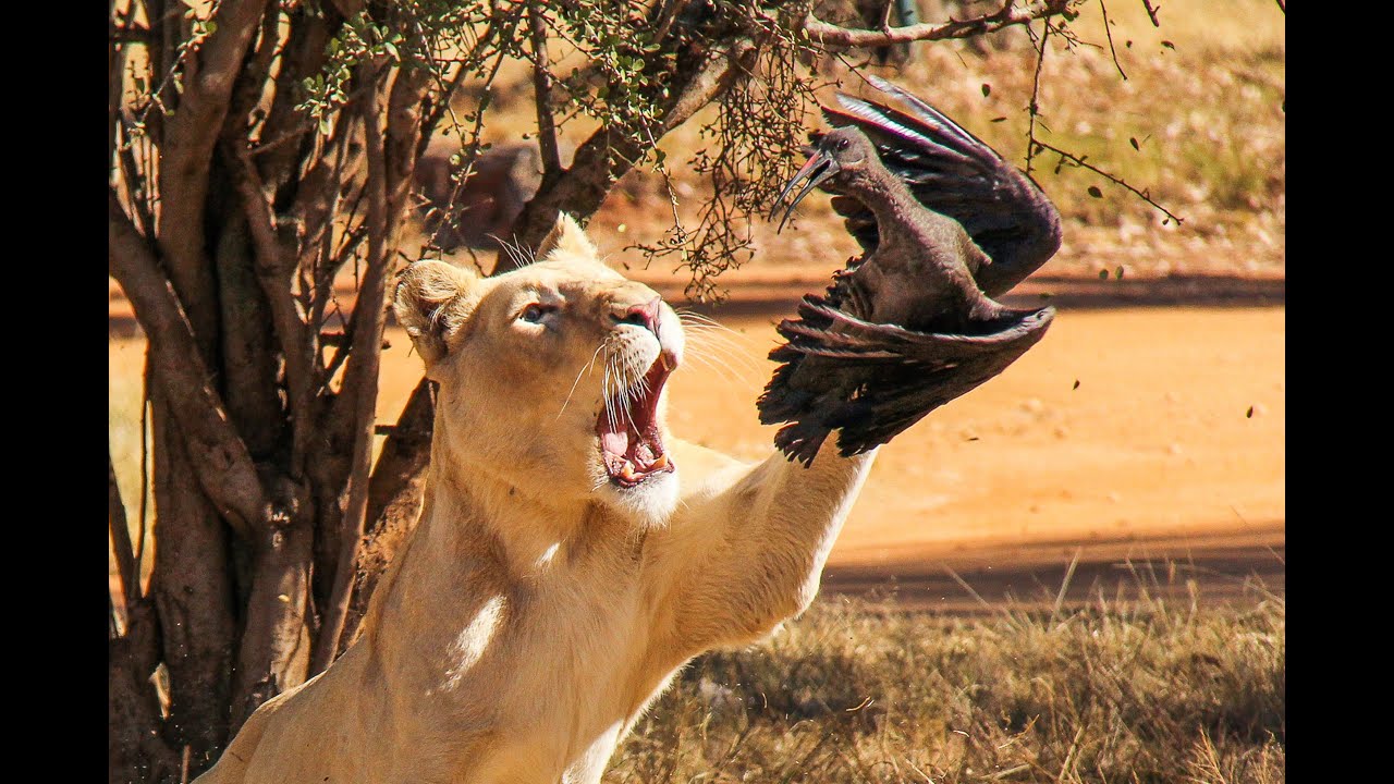 Lioness Hunts Hadeda [Pics]