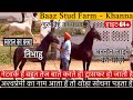 देखिए Baaz Stud Farm के और भी घोड़ा घोड़ी 64इंच की घोड़ी नयामत! (9876901898)