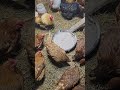 Grandma's chicken trick saves hundreds #homestead #farming