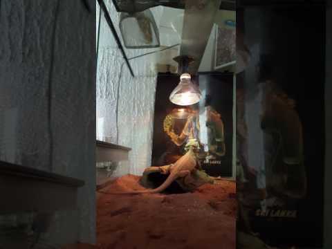 Video: Notranji Bradati Zmaj - Pasma Plazilcev Pogona Vitticeps, Hipoalergena, življenjska Doba In življenjska Doba