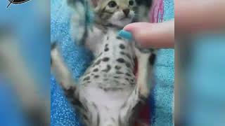 VID 20180211 WA0007