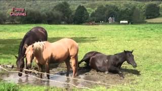 Funny Horse Videos 2015 Подборка Приколов с Лошадками #16 Funny Horse Videos 2015 Подборка Приколов с Лошадками #16